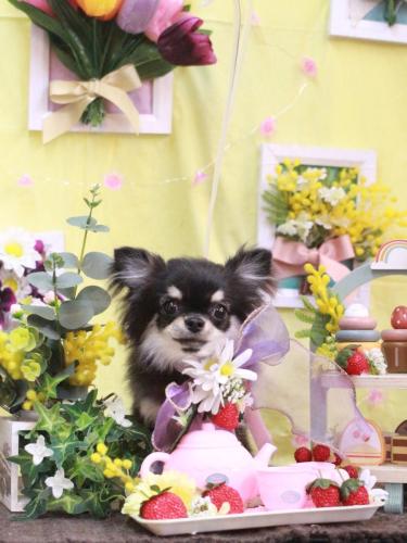 20230311プリンちゃん